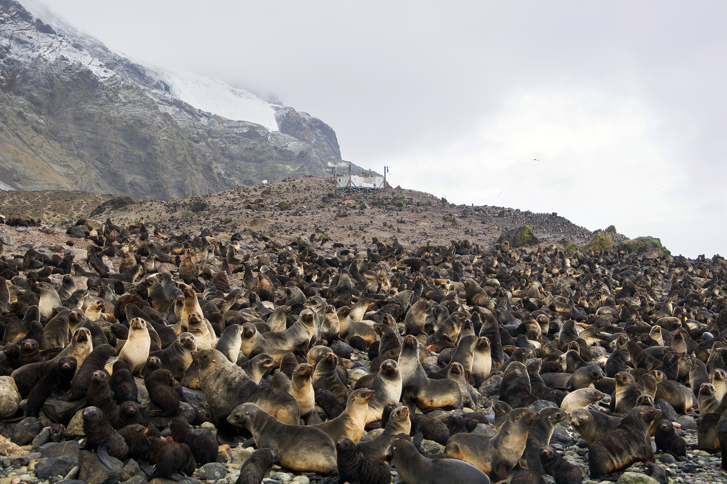 Fur seals on Bouvet Island