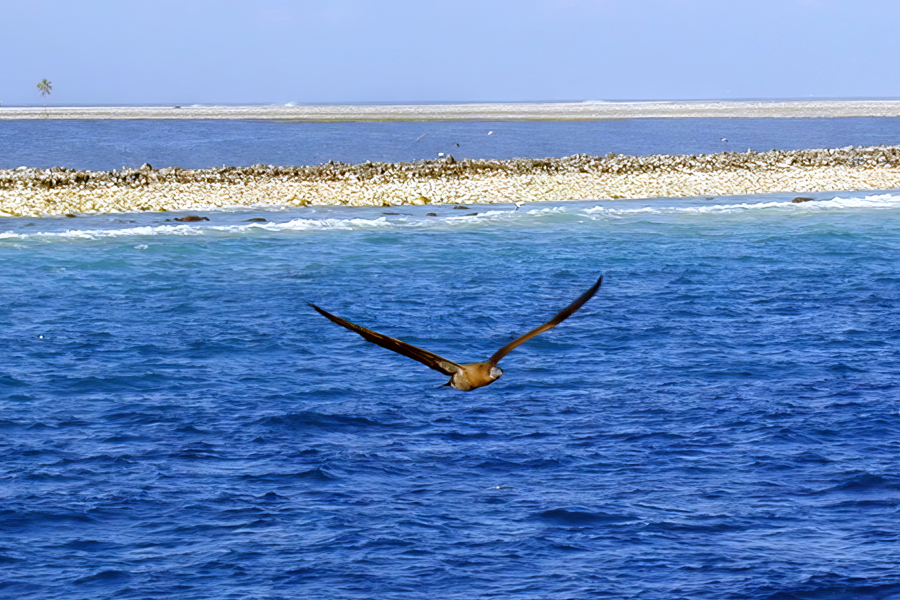 A Brown Booby soaring through the air and a solitary palm tree standing across the lagoon of Clipperton Atoll