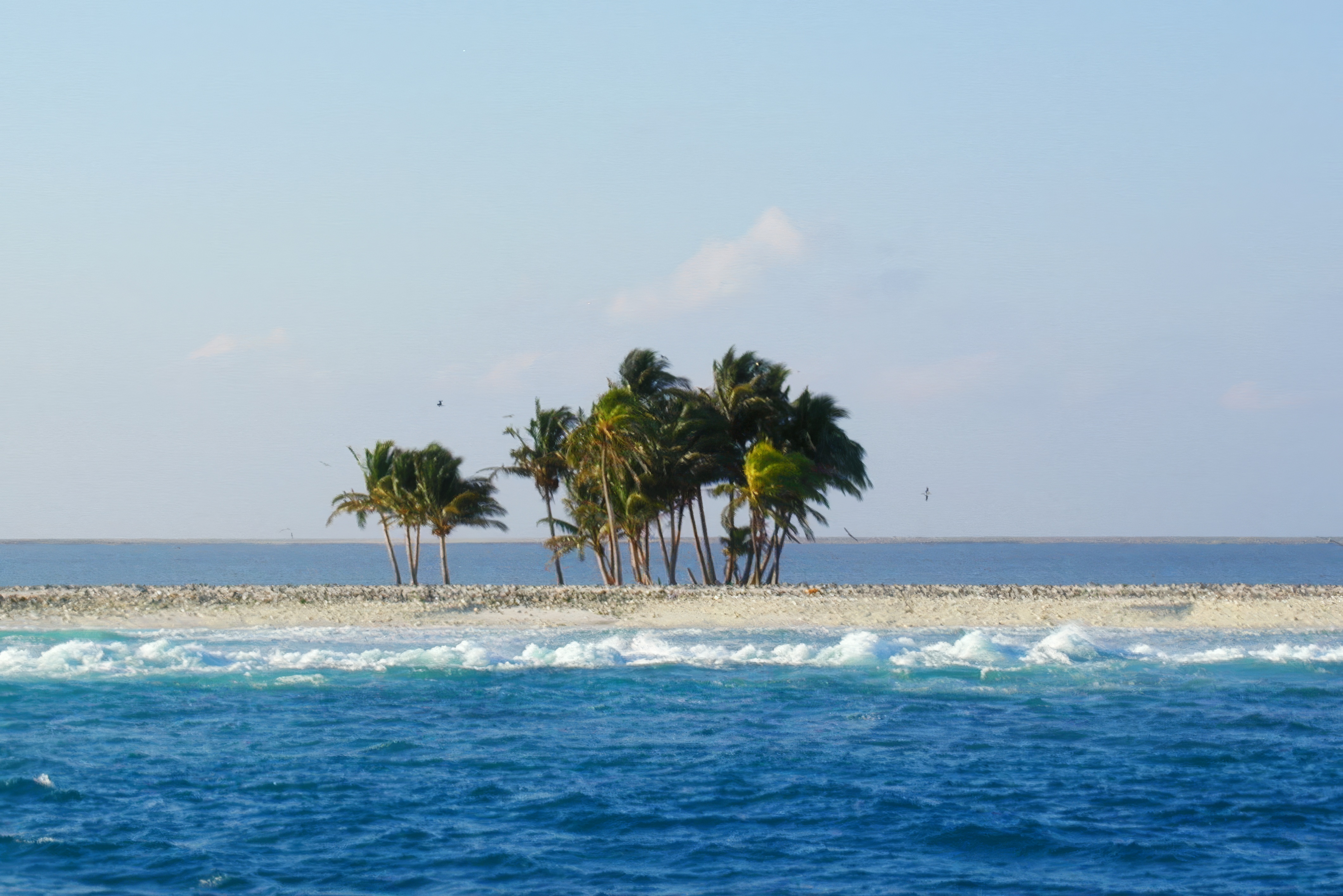 Group of palm trees on a barren beach on Clipperton Atoll