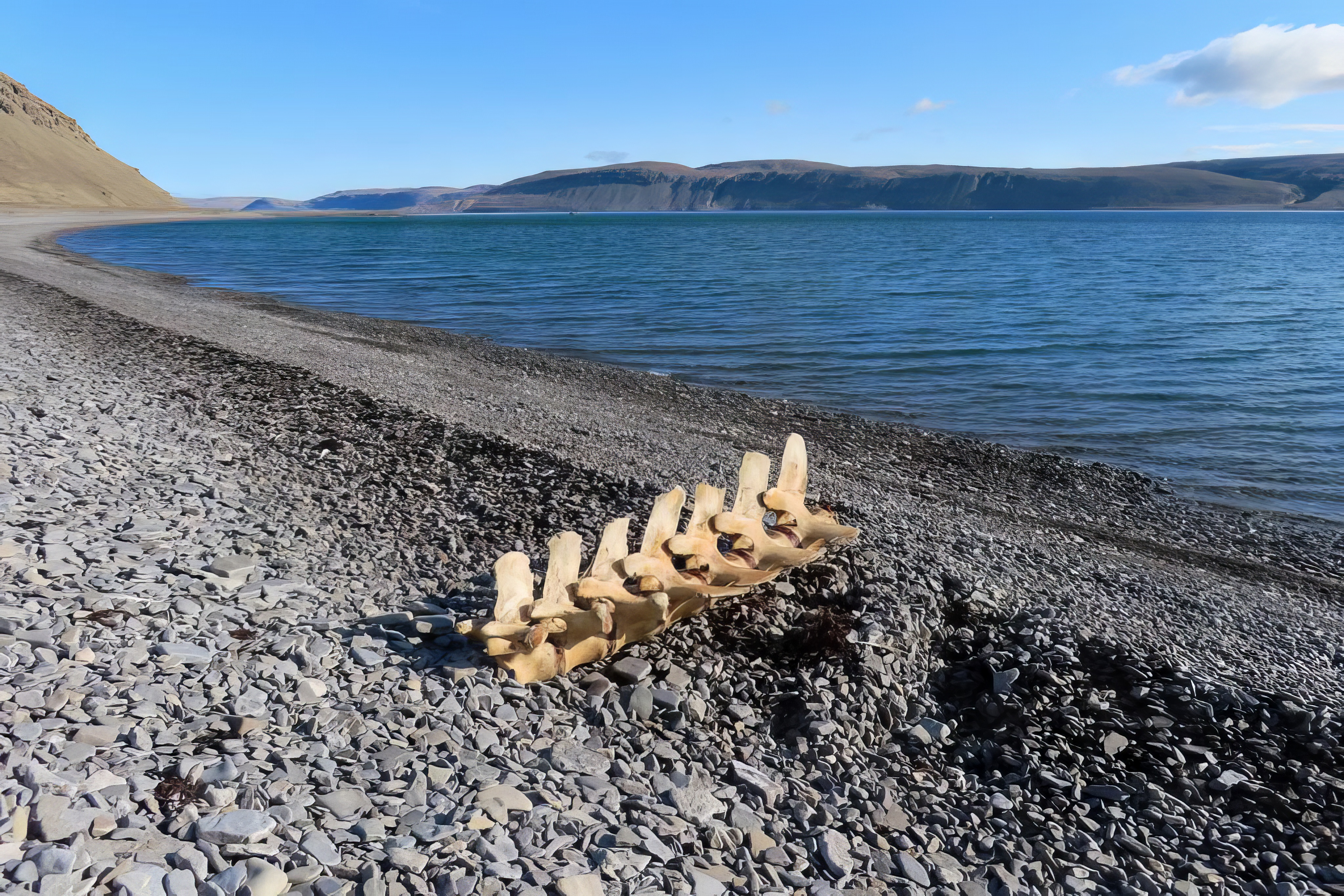 Whale vertebrae lying on a gravel beach in Radstock Bay on the southern coast of Devon Island